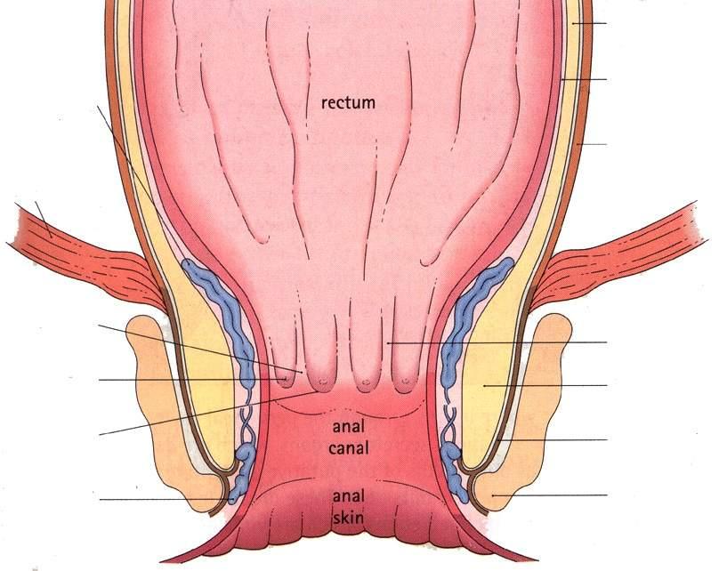 Canale anale Plesso emorroidario interno Muscolo puborettale Muscolatura circolare Sottomucosa Muscolatura longitudinale Zona giunzionale dell epitelio