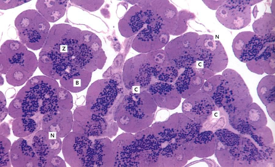 C: cellule centroacinose, N: nucleo, B: citoplasma basale, Z: granuli di zimogeno