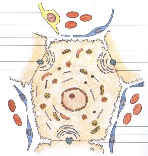 Cellula di Kuppfer Eritrocito Spazio di Disse Recesso perisinusoidale Canalicolo biliare Apparato di Golgi Cellula endoteliale Mitocondrio Canalicolo biliare Sistema di