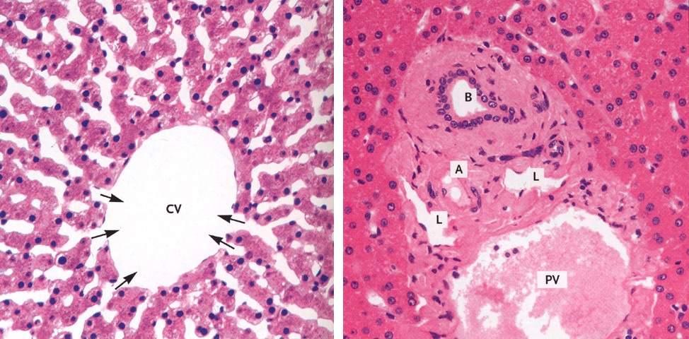 CV: vena centrolobulare PV: venula portale, A: arteriola epatica, B: dotto biliare, L: vaso