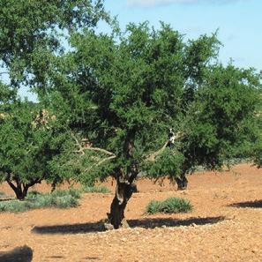 da raccolta spontanea L Argan è un albero antichissimo e molto longevo che riesce a vivere anche in zone desertiche perché con le sue radici raggiunge falde acquifere anche molto profonde.