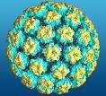 La disponibilità di un vaccino contro l infezione da Papilloma virus (HPV) rappresenta per il Pediatra di Famiglia un ottima occasione per incidere favorevolmente, con la propria attività