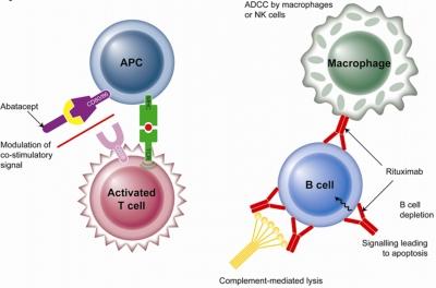 I Farmaci Biologici l Rituximab:anticorpo monoclonale chimerico diretto contro il CD20 espresso sulla superficie dei linfociti B.