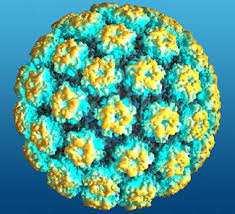 Papillomavirus (HPV) Virus a DNA. Ne esistono più di 100 tipi differenti. E un virus molto comune. Si trasmette per via sessuale. L uso del preservativo non protegge dal contagio.