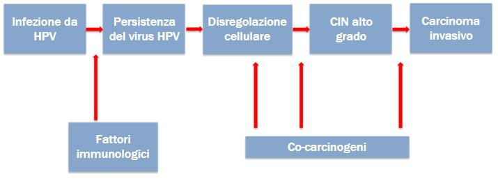 HPV Il virus ha la capacità di persistere a lungo inibendo l attività del Sistema Immunitario Il rischio di contrarre l infezione