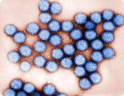 Rotavirus I Rotavirus sono i più comuni patogeni responsabili di gastroenterite nei bambini nel mondo Trasmissione via oro-fecale diretta e indiretta L incidenza delle
