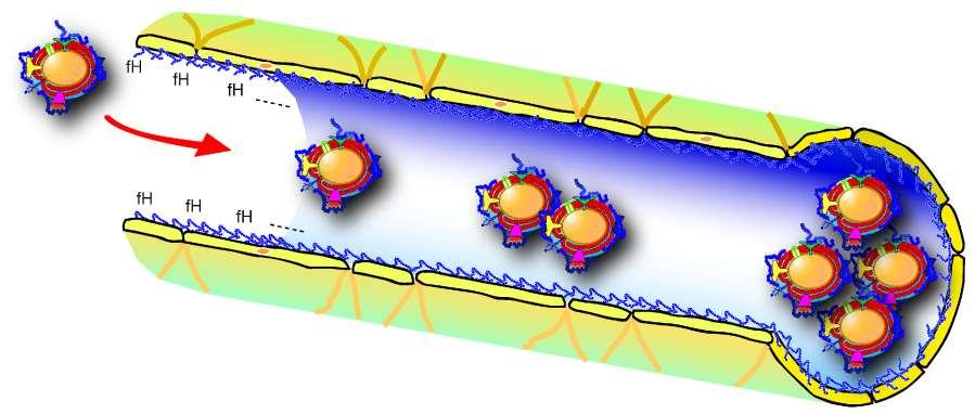 La proteina fhbp del batterio può legarsi al fattore H umano Se il batterio si ricopre con una proteina umana, il