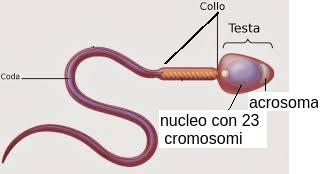 Spermatozoi: struttura 1) testa: nucleo con 23 cromosomi acrosoma con enzimi litici 2) collo: ricco di mitocondri 3) coda: sistema di fibrille: contraendosi determinano movimento dello spermatozoo