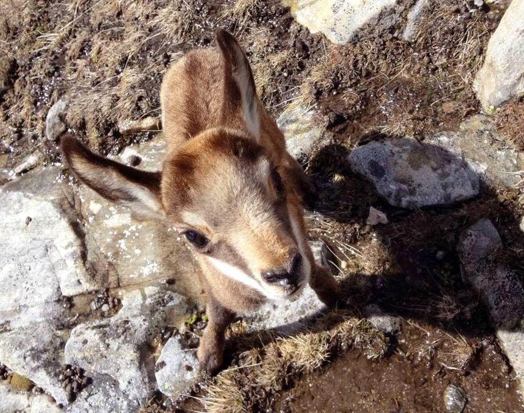 Tettamanti Ufficio della Caccia e della