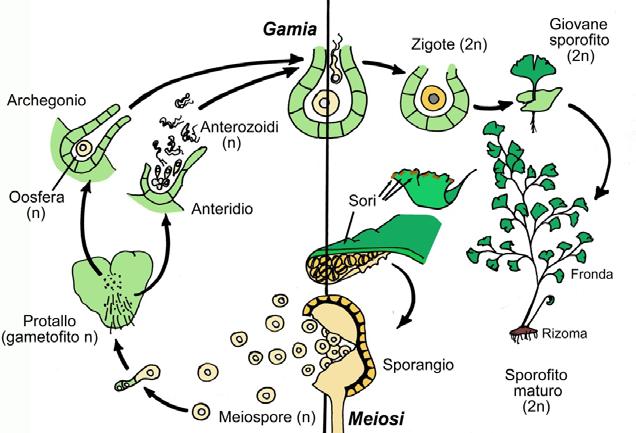 Evoluzione di un ciclo biologico in cui predomina la generazione sporofitica Immagine da Pancaldi et al., Fondamenti di Botanica Generale.