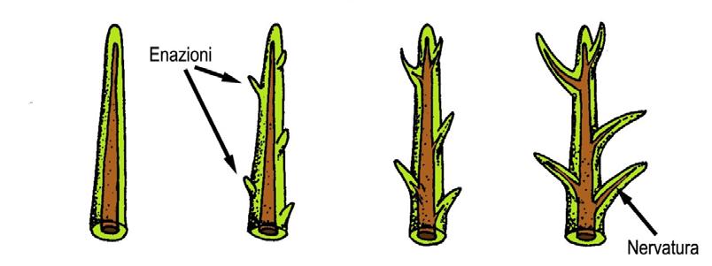 Evoluzione di foglie come adattamento all ambiente subaereo Licofite Licofite attuali: presentano microfille, foglie di piccole dimensioni che attraversate da una sola nervatura L origine delle