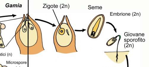 fornendo zuccheri e aminoacidi