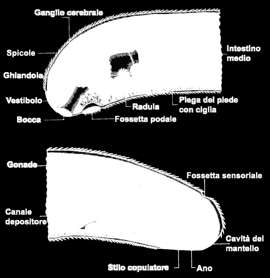 Amfineuri con corpo a forma vermiforme con capo poco definito e privo di conchiglia.