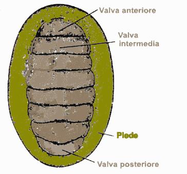 Classe Amphyneura Molluschi con radula, apparato