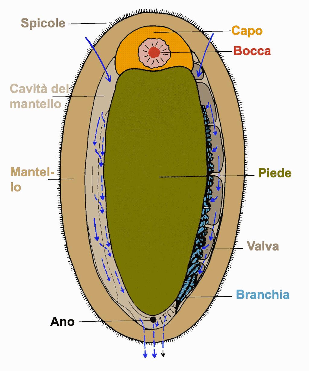 Sottoclasse POLYPLACOFORA Amfineuri con capo, corpo