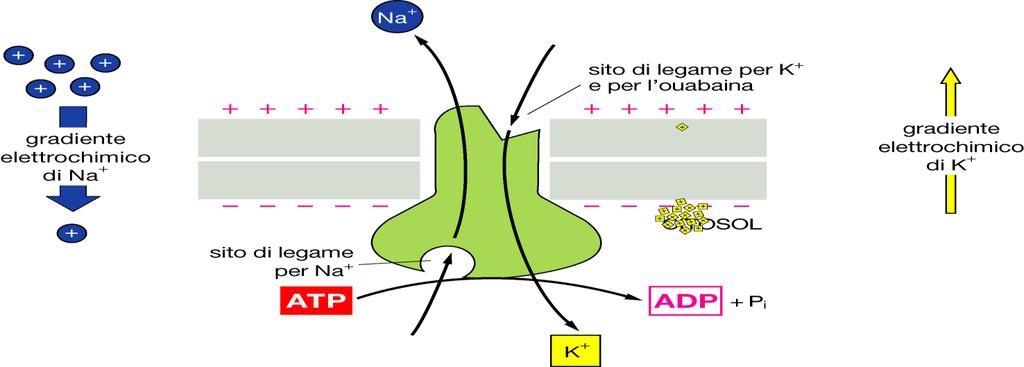 Potenziale di membrana Tutte le cellule, comprese quelle nervose e muscolari, contengono pompe ioniche che usano energia derivata dall idrolisi di ATP per trasportare attivamente