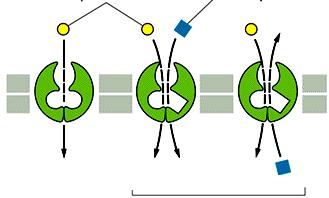 TRASPORTATORI ACCOPPIATI molecola trasportata ione cotrasportato doppio strato lipidico UNIPORTO SIMPORTO ANTIPORTO trasporto accoppiato Un gradiente di soluto tra i 2 lati della membrana, come