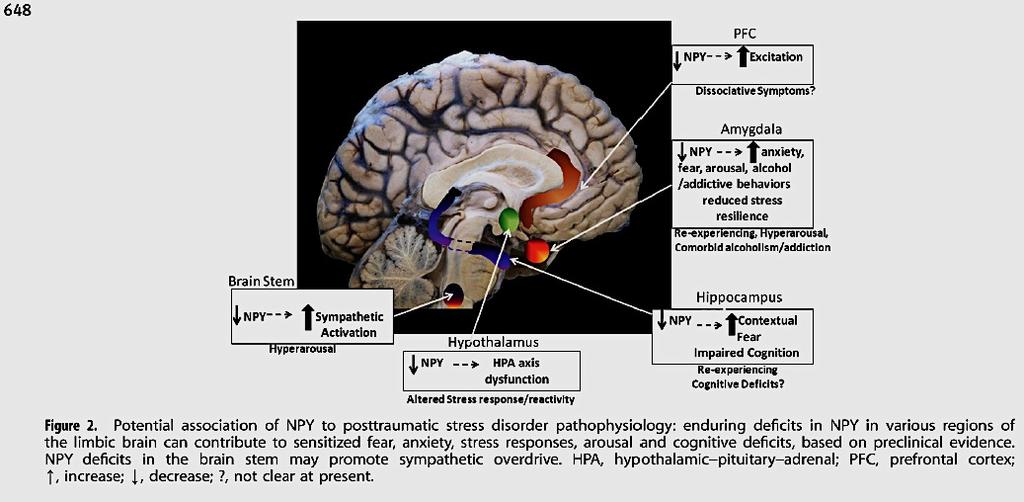 The level of NPY expression