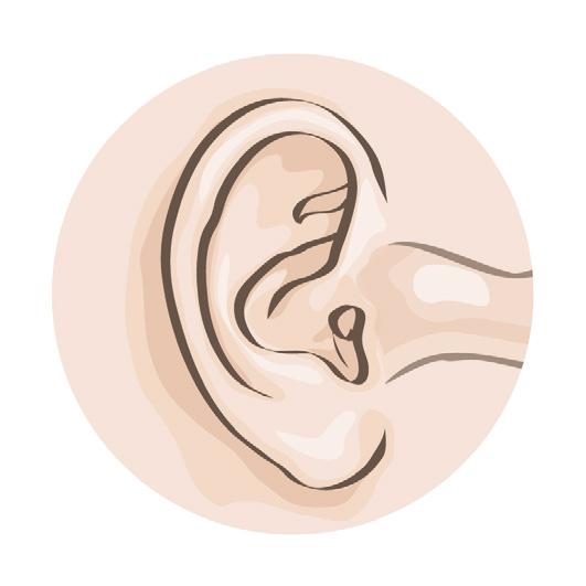 L orecchio: organo dell udito e dell equilibrio L orecchio svolge la funzione di percepire le sensazioni sonore e dell equilibrio, trasformandole in impulsi nervosi che vengono poi inviati attraverso