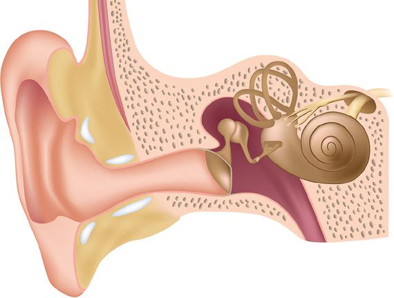 Anatomia e fisiologia del corpo umano ORECCHIO ESTERNO Canali semicircolari Ossicini Martello ORECCHIO MEDIO Incudine ORECCHIO INTERNO Staffa Coclea L orecchio esterno è separato dall orecchio medio