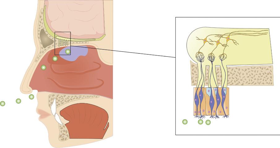 Il naso è diviso in due sezioni da un tramezzo verticale, di natura cartilaginea nella parte superiore la lamina dell etmoide ed ossea nella parte posteriore il vomere.