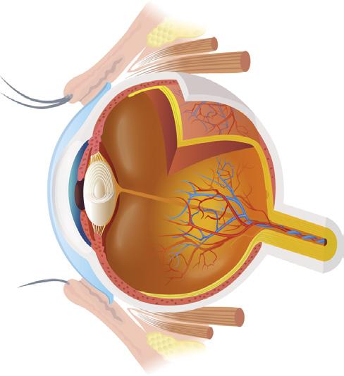 Anatomia e fisiologia del corpo umano Sul corpo ciliare prende attacco il cristallino o lente, che è situato immediatamente dietro l iride.