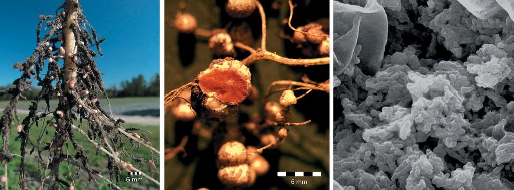 La sede nodulare della fissazione biologica dell azoto (a) (b) (c) (da Weil & Brady, 2017) Photos illustrating nodules on legume roots.