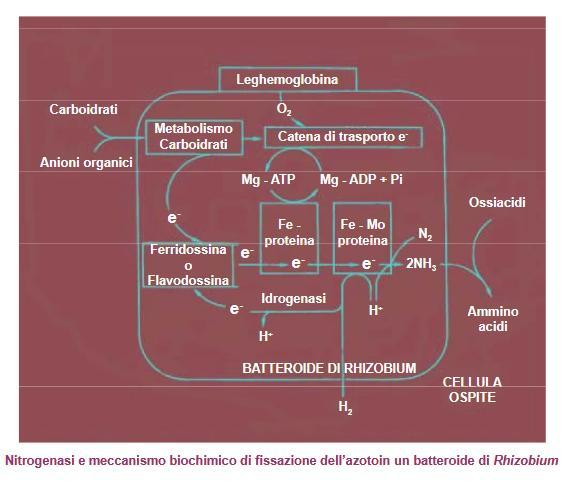 Il sistema enzimatico della nitrogenasi La leg-emoglobina lega l O 2 mantenendo, nel citoplasma dei batterioide, una pressione parziale di questo gas compatibile con l