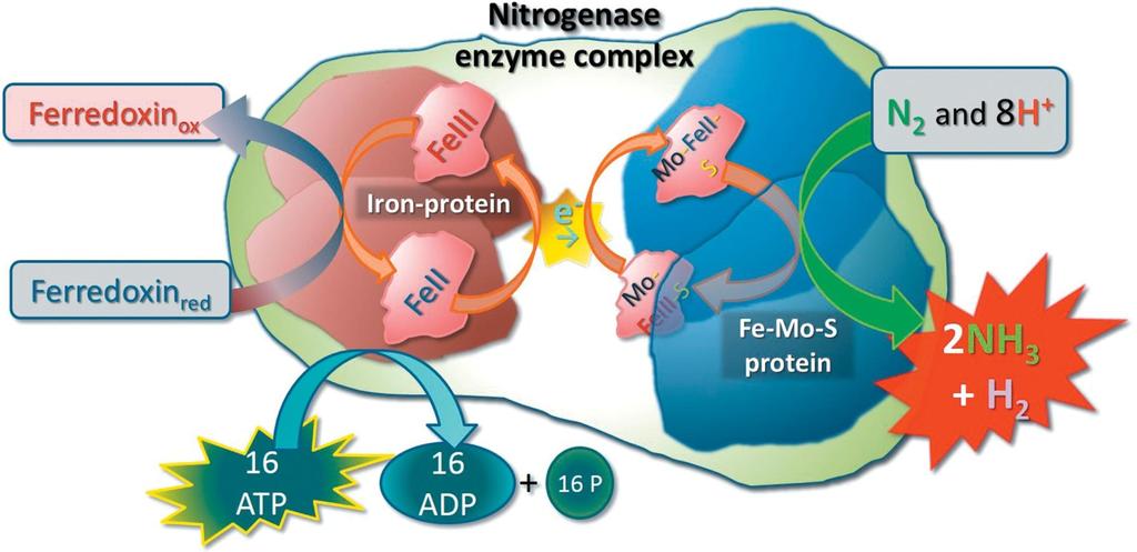 Il sistema enzimatico della nitrogenasi (da Weil & Brady, 2017) The nitrogenase complex consists of two proteins.