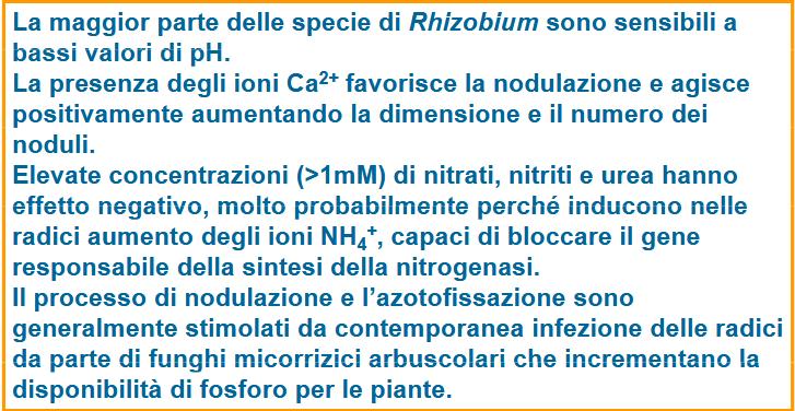 La fissazione biologica dell azoto L NH 4 + è allo stesso tempo