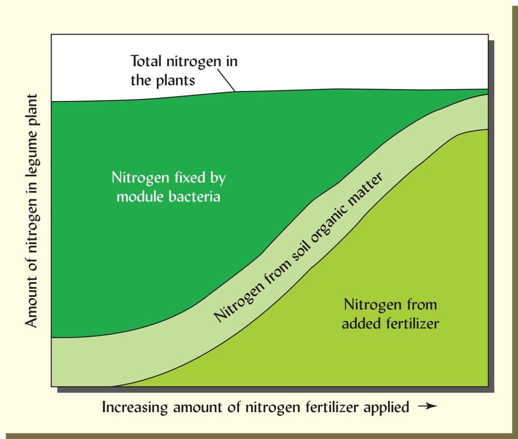 La fissazione biologica dell azoto (da Weil & Brady, 2017) La disponibilità di N da concime