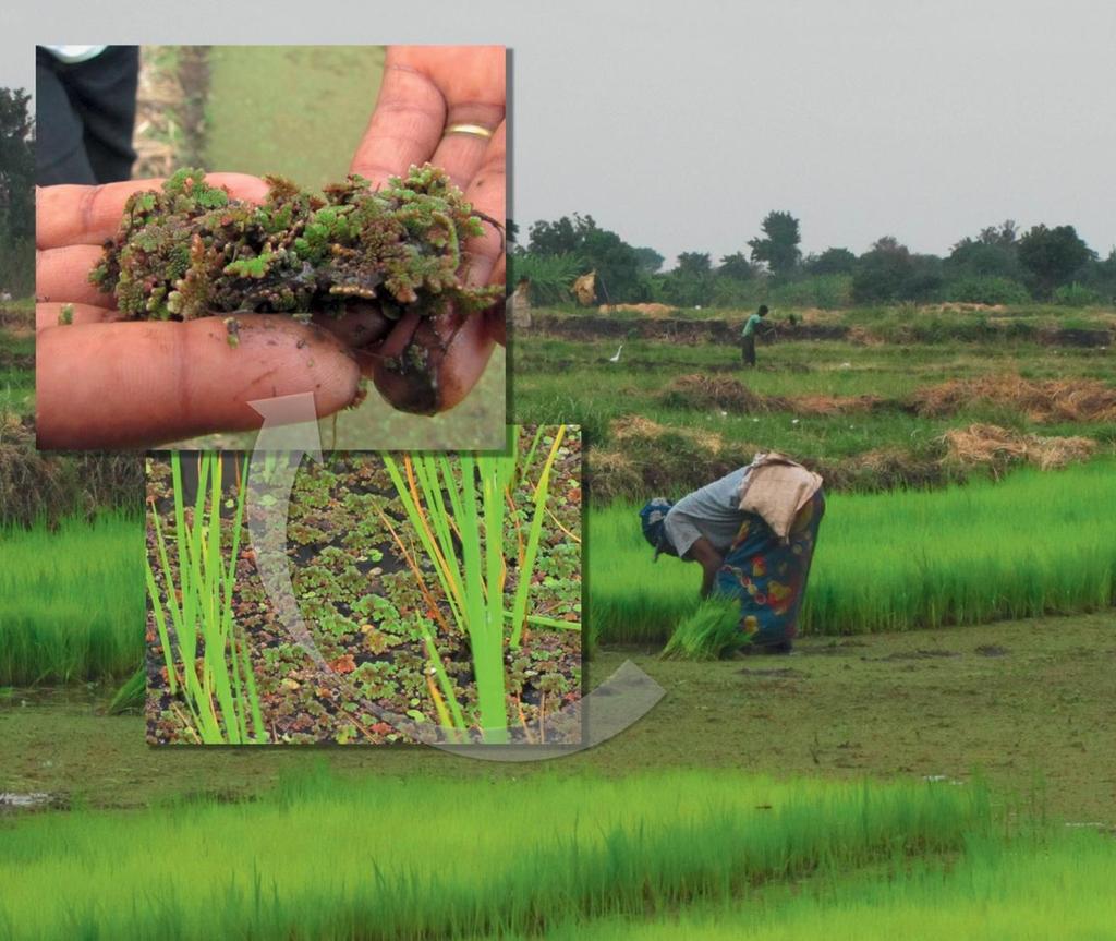 La fissazione biologica dell azoto (da Weil & Brady, 2017) Transplanting rice seedlings into paddies containing the