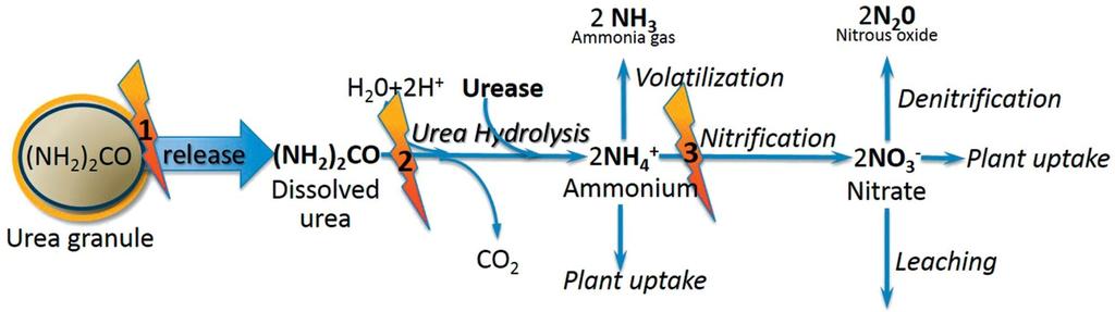 Nitrificazione e concimi azotati a rilascio differito 1: Rivestimento del granulo; 2: Idrochinone, NBPT; :,4-DMPP, DCD, nitrapirina Gli eventi biologici di rilascio di azoto nitrico per la nutrizione