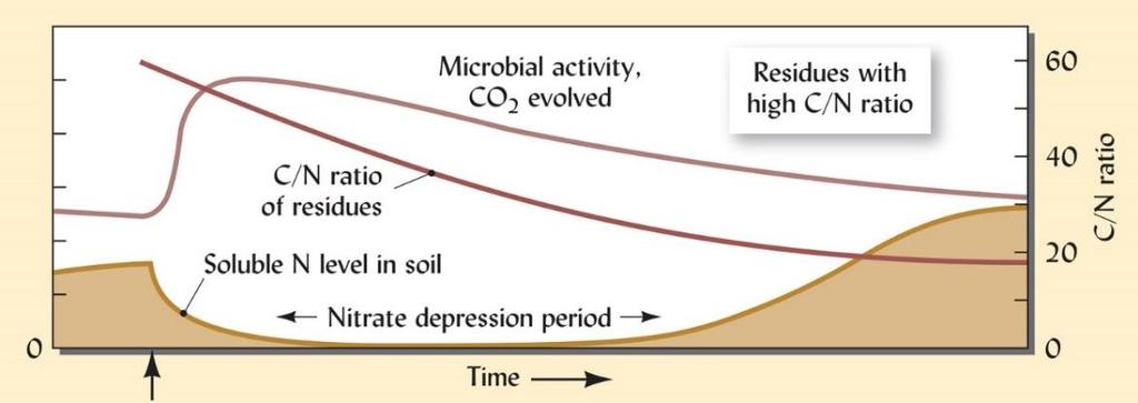 Rainfall Soil Surface 2:1 Clay Atmosphere N 2 Plant & Animal Residues Readily Decomposable Residues (10-20%) 1 Microbial Biomass (<10%) Fungi, Bacteria,