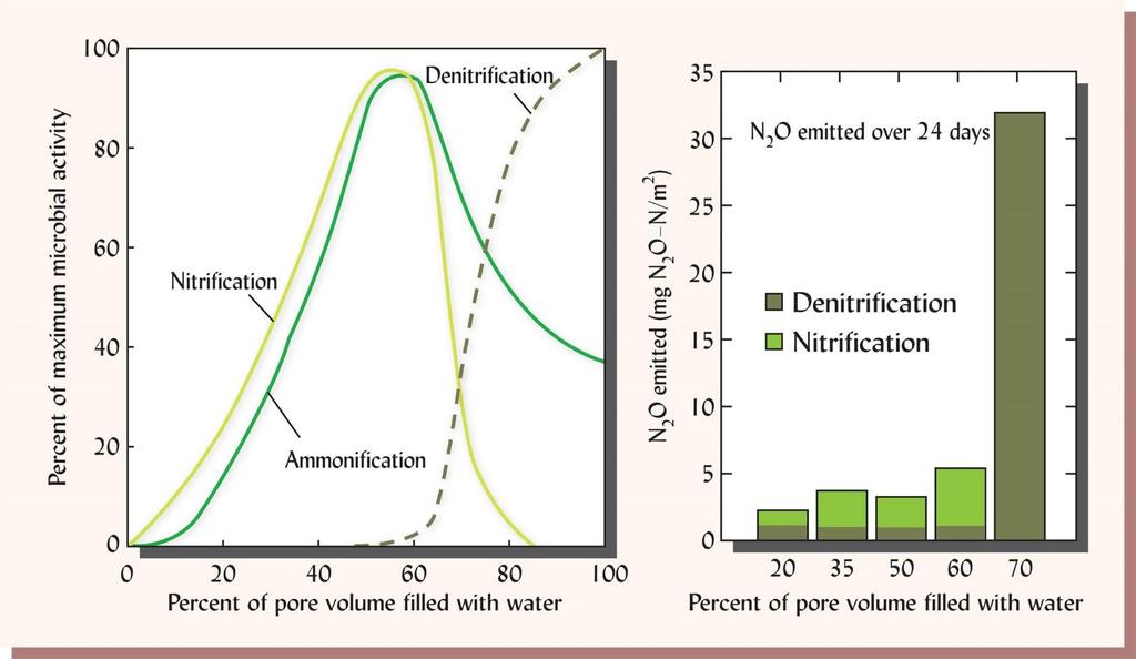 Denitrificazione (Left) Rates of nitrification, ammonification, and denitrification are closely related to the availability of oxygen and water as depicted by percentage of water-filled pore space.