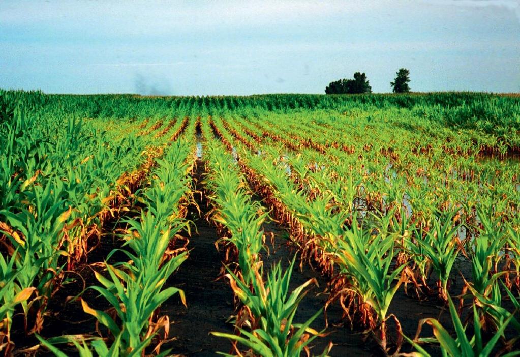 Denitrificazione Foliar symptoms indicate severe N deficiency in the corn growing on these well-fertilized, high organic matter Udolls in central Illinois.