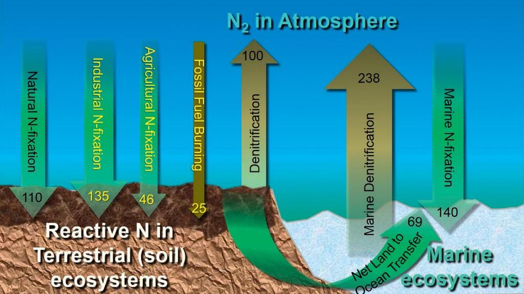 I trasferimenti tra comparti generano dei flussi di N tra atmosfera, suolo e idrosfera (da Weil & Brady, 2017) The movement of nitrogen between Earth s atmosphere (mainly N N ), land masses