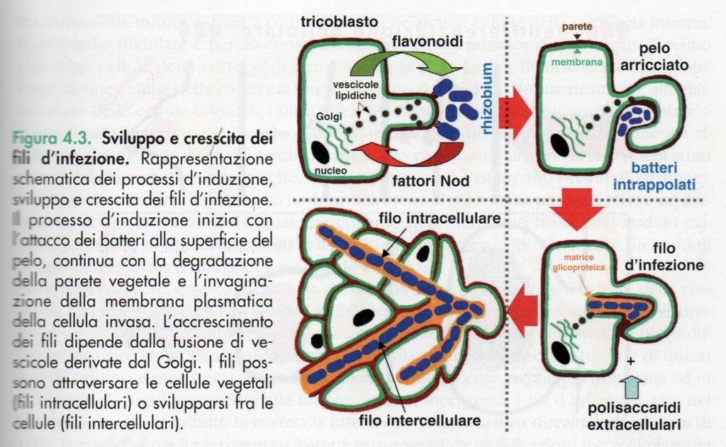 Organogenesi dei noduli azotofissatori