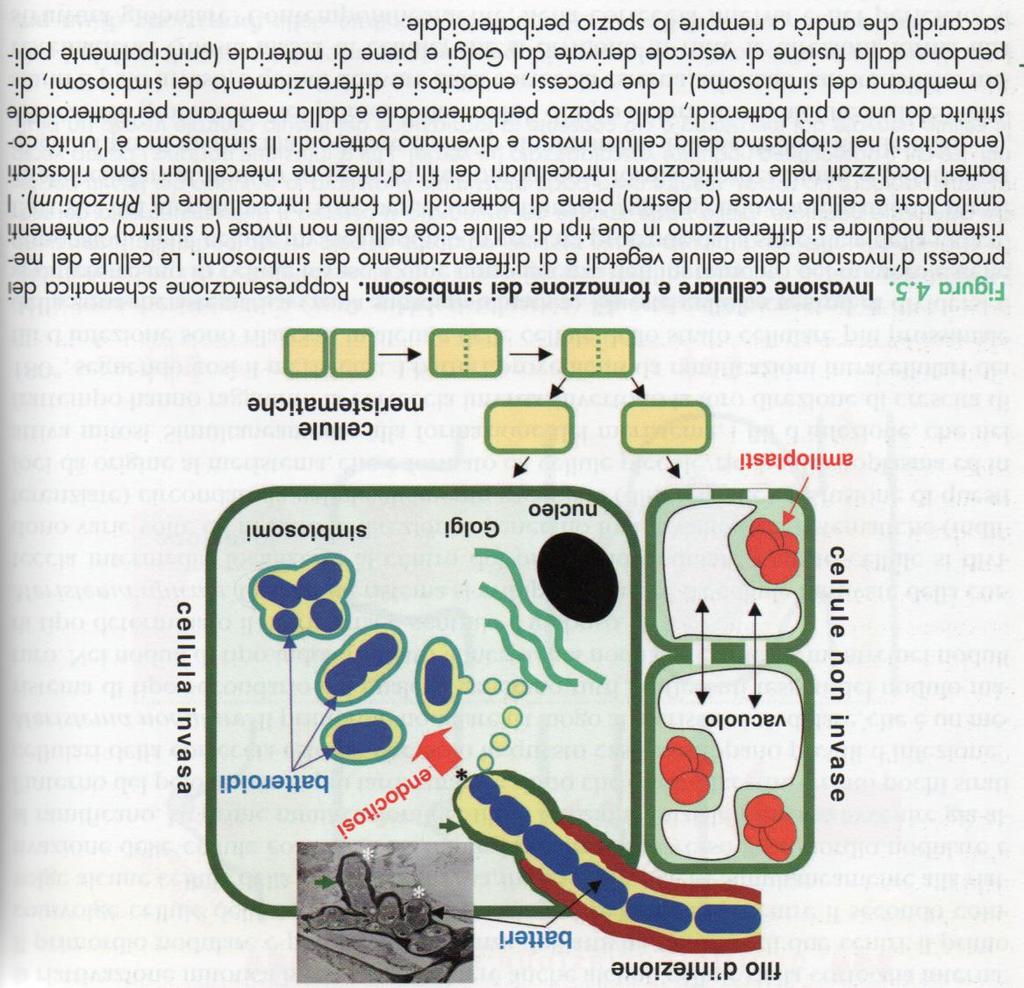 Organogenesi dei noduli azotofissatori Fasi