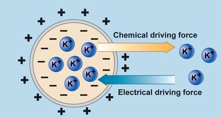 Il potenziale di equilibrio è la differenza di potenziale elettrico alla quale il flusso netto (attraverso al membrana plasmatica) è zero http://slideplayer.