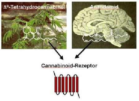 I recettori dei fitocannabinoidi come sistema complesso I composti attivi della Cannabis si comportano da agonisti solo parziali (attivano ma non troppo ) e interferiscono
