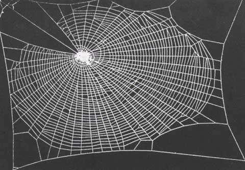 Spider Communication: Mechanisms and Ecological Significance Edited by