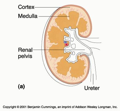 Midollare GLOMERULO Il frustolo viene diviso in tre porzioni