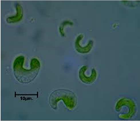 OECD 201 Freshwater alga and cyanobacteria, growth inhibition test. 2011 Il test d inibizione algale utilizza un'alga verde monocellulare, la Pseudokirchneriella subcapitata.