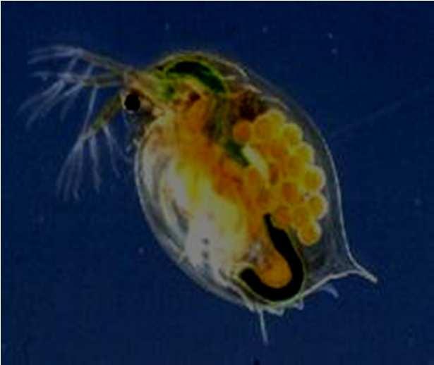 OECD 202 Daphnia Acute immobilisation test. 2004 Il test di tossicità utilizza un crostaceo cladocero di acqua dolce, la Daphnia magna.