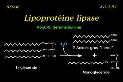 Lipoprotein Lipasi (LP) Acidi
