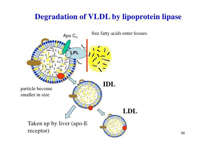 Ruolo della lipoprotein