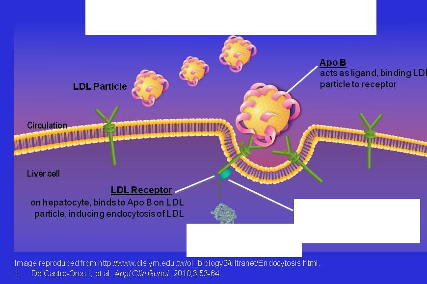 proproteina convertasi subtilisina/kexina tipo 9, è una proteina che interagisce con il recettore LDL favorendone la precoce