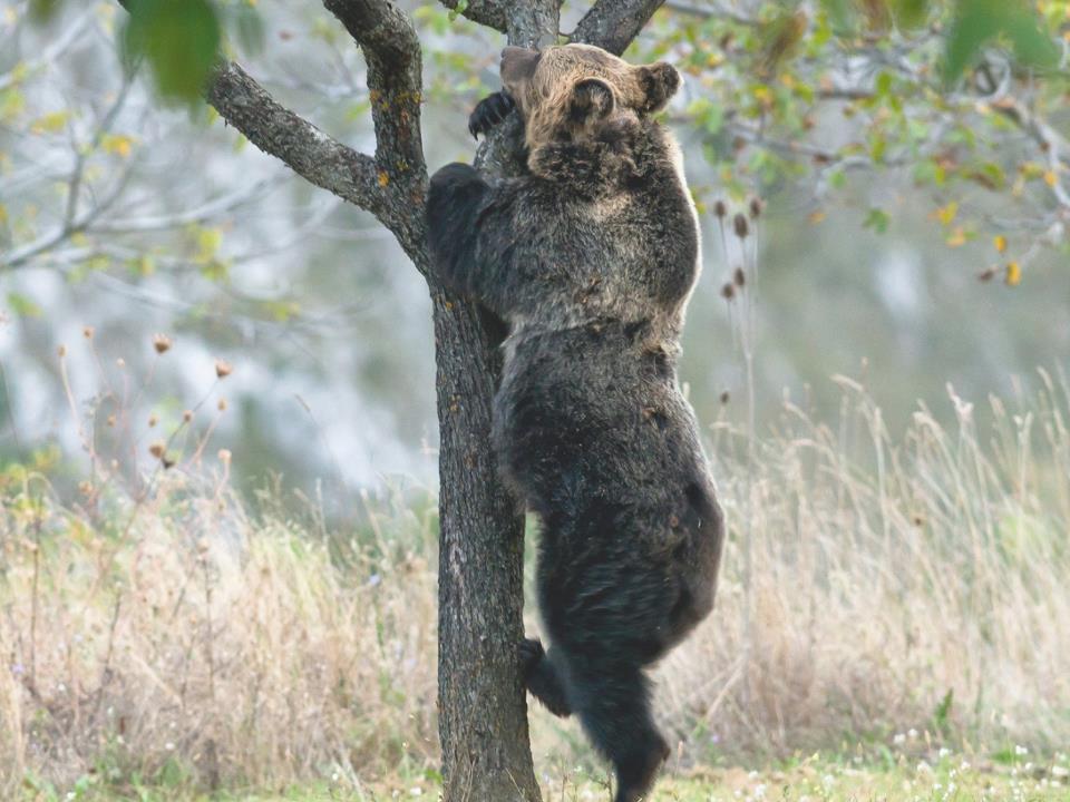 Per evitare di attirare l orso e altri animali, è buona pratica raccogliere