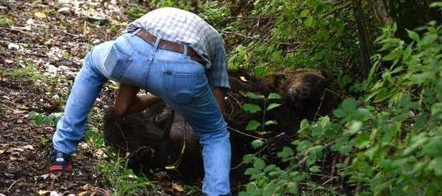 Il 12 settembre 2014 un giovane maschio di orso bruno è stato ritrovato morto nei pressi di Pettorano sul Gizio, ucciso da colpi di arma da fuoco.